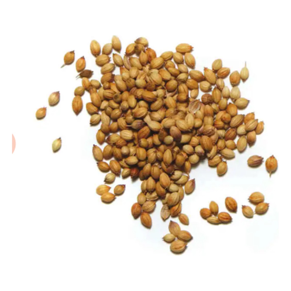 Coriander